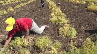 SANTA FE DE LA LABOR 2018 CORTE DE LA LENTEJA