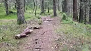 Relaxing spring forest walk
