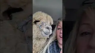 Bringing our new alpaca baby home!