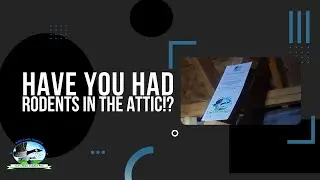 Restoring Attic Insulation After Rodent Infestation: Our Proven Process