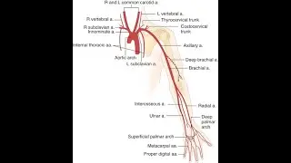 MUSCLES OF HAND, CARPEL TUNNEL, QUADRANGULAR SPACE, ANATOMICAL SNUFF BOX - LECTURE  3 (31-05-2020)