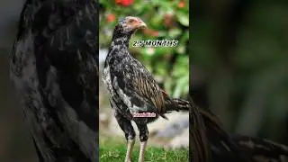 Top Quality Aseel Murga video #shots #shortvideo #aseel #aseelmurga #aseel #chicken