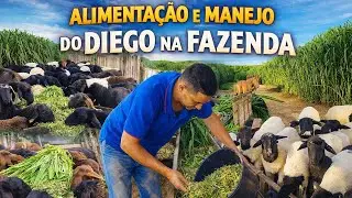 Criação de ovelhas muitos vão desistir antes de começar depois que ver esse vídeo parte 1