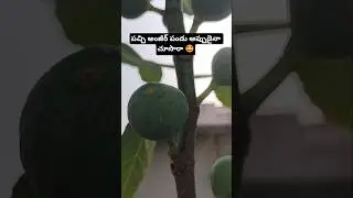 Subscribe for more video's ❤️ #music #kutumakutu #ytshorts l #gevorgmheri #garden