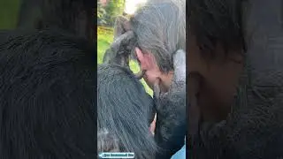 #shorts НЕ ЧИСТИТЕ УШИ!? ТОГДА ШИМПАНЗЕ СДЕЛАЕТ ЭТО ЗА ВАС!