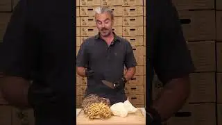 How to prep #lionsmane like crab #mushroomrecipe #veganrecipes #mushroomfarming