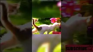 #CatVideos  #CatMemes  #CatsAndCoffee  #CatsAndBooks  #CatsAndNature  #CatsInSnow  #CatsInHats