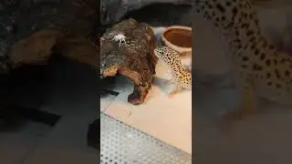 Leopard gecko hunting #shorts