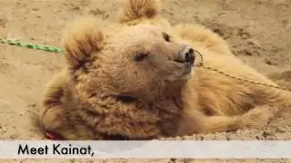 Kainat saved from life as dancing bear