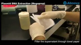 Plasmid DNA Extraction (Megaprep)