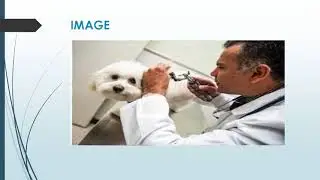 Best After Hours Vet in Karalee