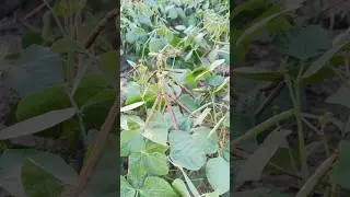 मूँग की ज़बरदस्त फसल । #spk #farming #naturalfarming #मूँग