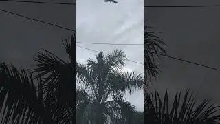 🪟 House crow