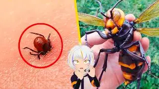 Los 10 Insectos más Peligrosos del Mundo | ChuyMine REACCIONA a BÚHO SABIO