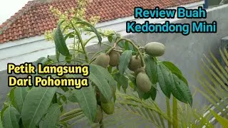 Review Buah Kedondong Mini Langsung Petik Dari Pohonnya || Ambarella Fruit