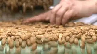 China tariffs threaten to crack US almond industry