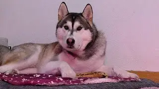 Orion getting his banana and eating it 🍌🐺