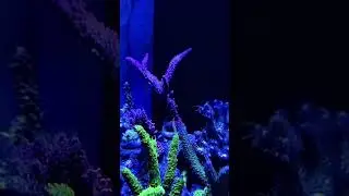 Reef Tank. Acropora Polyp Extension