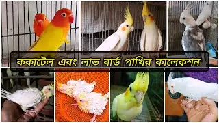 ককাটেল এবং লাভ বার্ড পাখির কালেকশন | Hasan Aviary