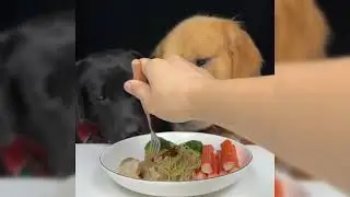 We are always hungry 😅, goldenretriever and labrador cute pets debut album 