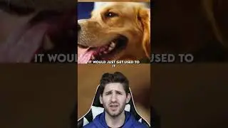 Dog Watches Owner Sleep EVERY Night, Until&hellip; #Shorts