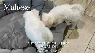 Maltese Puppies For Sale