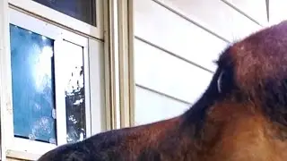 Security Boss Dog doors 🤣