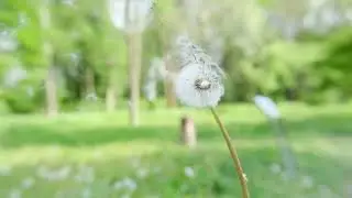 Relaxing music , Deep sleeping , Focus reading