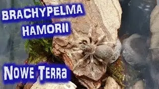 Brachypelma Hamorii (ex Smithi) i aranżacja nowego terrarium