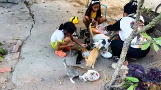 Kind hearted people come to feed the cats in the temple