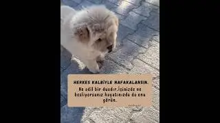 Seni yaradana kurban nasılda g&uuml;zel🤲#yavruhayvanlar#hayvanlarıkoru#hayvansever#hayvanlarısevelim#