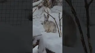 Суровый толарус в суровый снегопад #домзайца #bunny #hare #cute #wild #angry