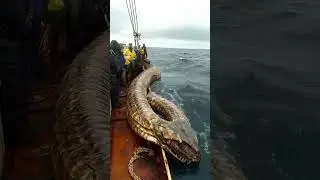 The Ocean&rsquo;s Biggest Secret &ndash; Fishermen Reel in a Massive Unknown Monster!