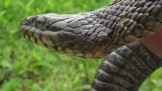 Catching a Northern Water Snake!