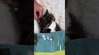Relaxing sounds of a cat dozing off during ear cleaning #cats