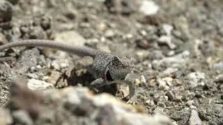 Stock Video - Great Basin Collared Lizard close up as it runs away