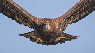 3 JUVENILE BALD EAGLES ATTEMPTING TO HUNT !!&hellip;BALD EAGLES OF CENTERPORT&hellip;