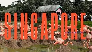 SINGAPORE Vlog Ep.1 - Bird Paradise