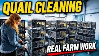 Quail Cage Cleaning & Egg Collection | Plus Shipping Fertile Eggs for Better Hatch Rates