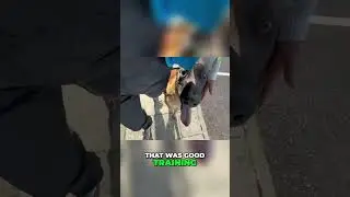 Dog Obedience Training: Watch Max Ace Directions & Cross Streets!