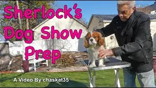 Sherlock's Dog Show Prep