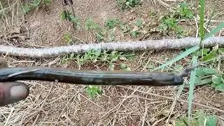 SEPOT SAWAH BELUTNYA LUMAYAN BANYAK#mancingbelut 