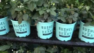 Spring Trials 2017: Star Roses & Plants