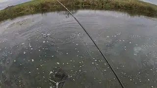 Rainbow trout attack Abu Garcia Carabus Extreme
