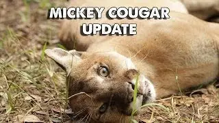 Daily Big Cat - Mickey Cougar Physical Therapy