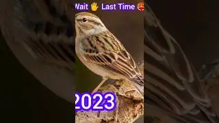 2023 sparrow and 5000 bce sparrow !! Mythical Biology #shortvideo