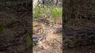 rock paythan ગુજરાત મા થતુ અજગર #gujarat #snake #shortsfeed #shortvideo #shorts #short #shortsviral