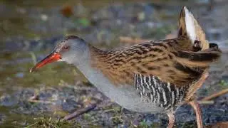 Wildlife Photography - Photographing the Water Rail