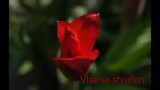 Vlákna stvoření