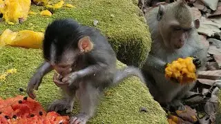 Watch the beautiful monkey group from Amber & Sovana enjoying breakfast yummy💗🐒🥭